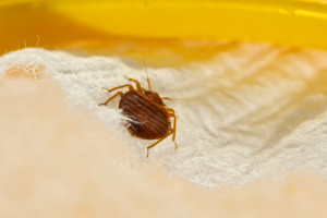 Bed bugs Pest Control Richmond