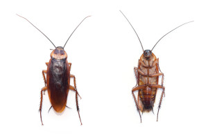 Cockroaches Pest Control Richmond