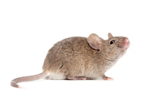 Mice Pest Control Richmond
