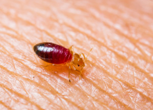 Pest Control Richmond Bed bug