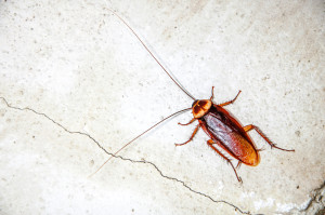 Pest Control Richmond Cockroach Infestation.jpg